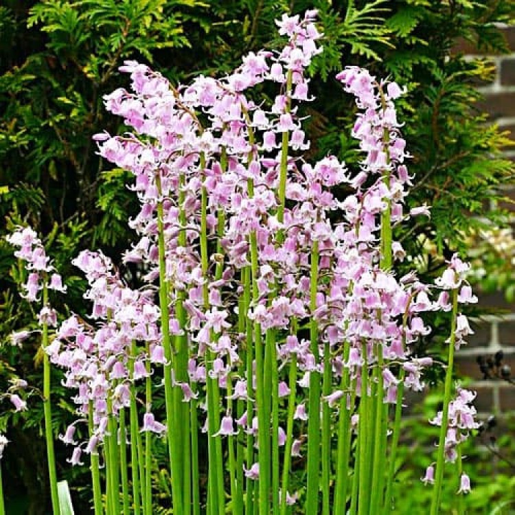 Hyacinthoides Hispanica Pink